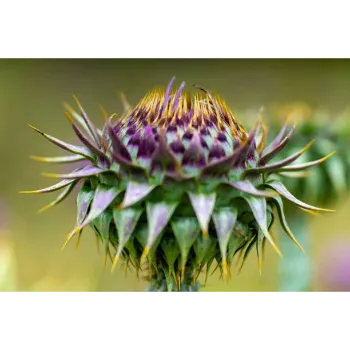 Rare Milk Thistle 
